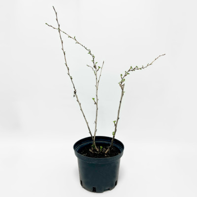 Крыжовник Грушенька