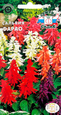 Сальвия Фарао (блестящая, низкорослая, смесь цветов)