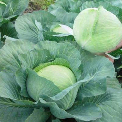 Капуста бк Агрессор (Голландия)