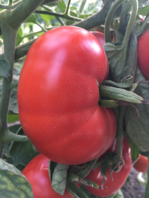 Томат Староверческий (Кержак) 5шт