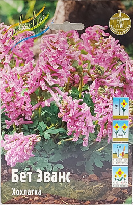 Хохлатка  Бет Эванс (10шт)