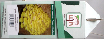 Грибы Мицелий в грибных грядках Вешенка лимонная