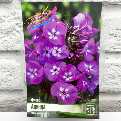 Флокс АДИНДА