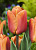 Тюльпан Браун Шугар (1 шт) 6162