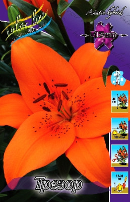 Лилия Трезор (1шт) 7178