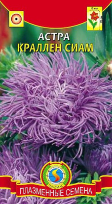 Астра Краллен Сиам фиолетовая