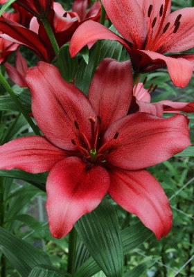 Лилия Патерно (1шт) 5469