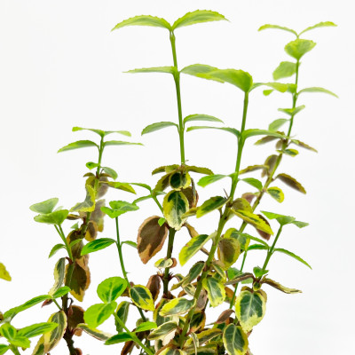 Бересклет Эмеральд Голд (Р9)