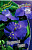 Традесканция Пуурвелл Гиант (1шт) 678