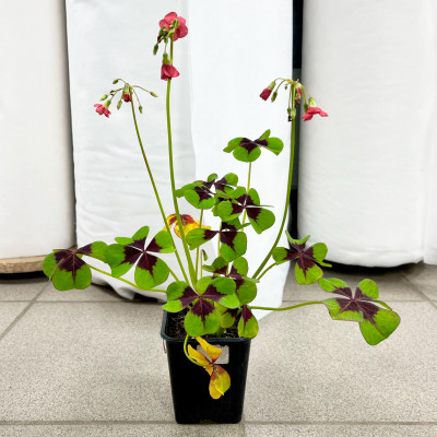 Оксалис (кислица) саженцы микс (2)