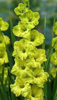 Гладиолус Эвергрин (1шт)