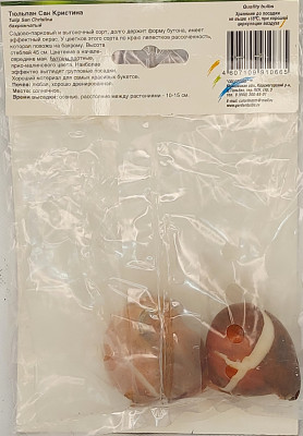 Тюльпан Сан Кристина (1шт)