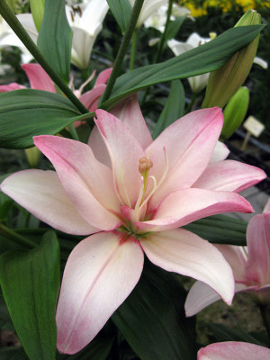 Лилия Бентли (1шт)