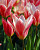 Тюльпан Делайт Микс (1 шт) 3359