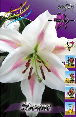 Лилия Нюанс (1шт) 2870