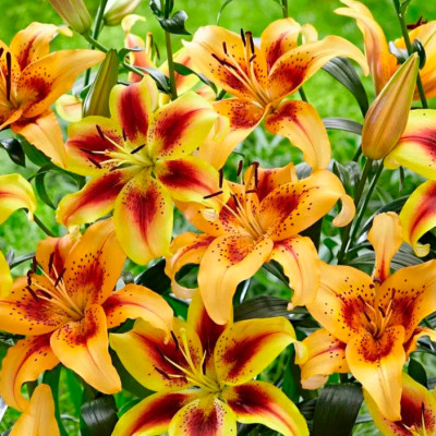 Лилия Отель Калифорния (2шт)