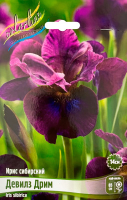 Ирис Девилз Дрим (1шт)