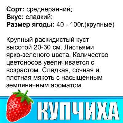 Земляника (Клубника) Купчиха Земклуника в стаканчике