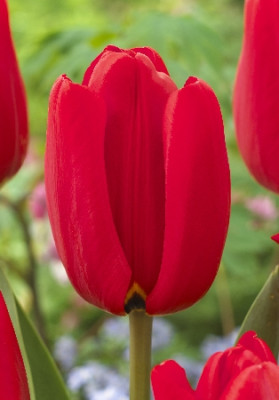 Тюльпан Лефебрс Мемори (1шт)