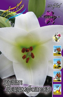 Лилия Триумфатор (1шт) 280