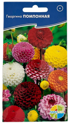 Георгина ПОМПОННАЯ АКВАРЕЛЬ