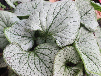 Бруннера Лукинг Гласс (1шт) 4393