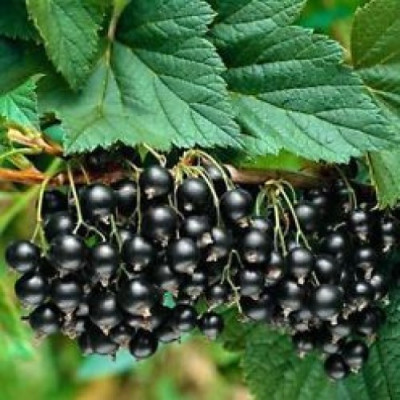 Смородина чёрная Титания 5062