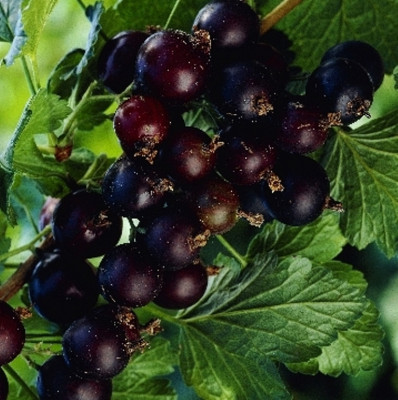 Смородино-крыжовниковый гибрид Рикё 7498