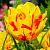 Тюльпан Монселла (1шт)