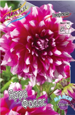 Георгин Ярра Фоллс (1шт)