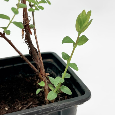 Жимолость Камчатская (3)