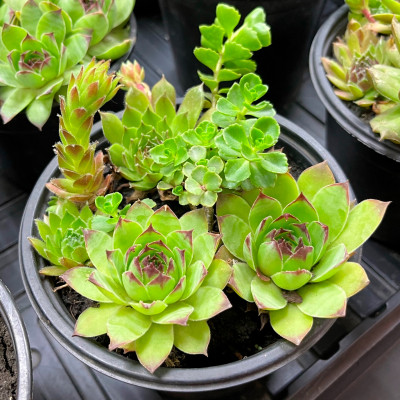 Молодило саженцы микс