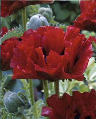 Мак Кинг Конг (1шт) 6241