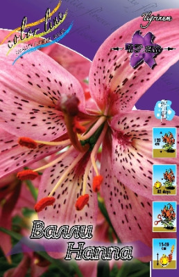 Лилия Валли Наппа (1шт) 3112