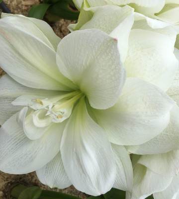 Амариллис Уайт Амадеус (1шт) 6566