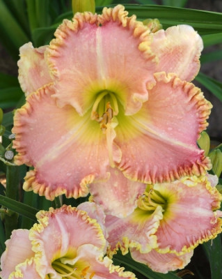 Лилейник Принцесс Диана (1шт) 10783