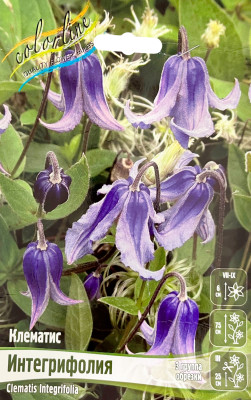 Клематис Интегрифолия (3 группа обрезки)