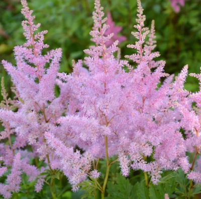 Астильба Аметист (2шт) 1669