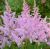 Астильба Аметист (2шт) 1669