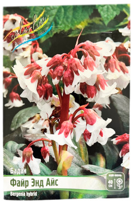 Бадан ФАЙР ЭНД АЙС