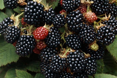 Ежевика Эбони