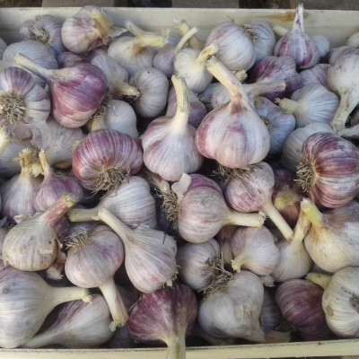 Чеснок головка Комсомолец фракция 1-2 (мелкий) фасовка 250г