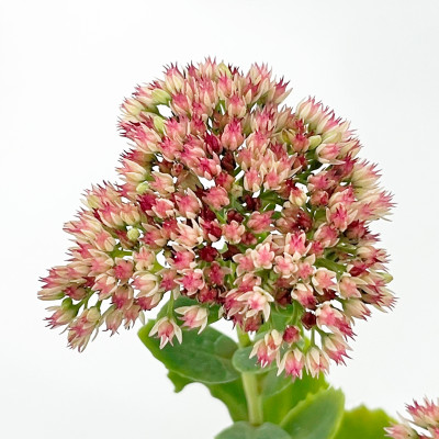 Очиток Отумн Шарм (2)