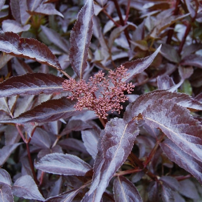 Бузина черная Блэк Бьюти 7345