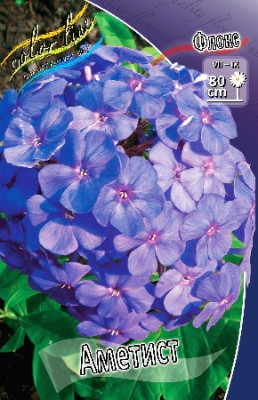Флокс Аметист (1шт) 2392