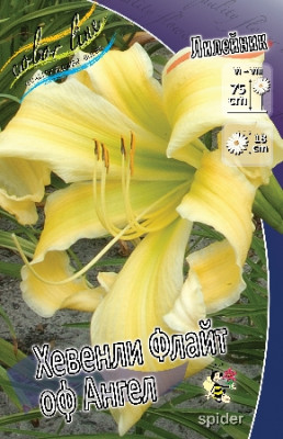 Лилейник Хэвенли Флайт оф Ангел (1шт) 4614