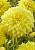 Георгина Спартакус Йеллоу (1шт) 10731