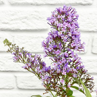 Буддлея Давида Гулливер (3)