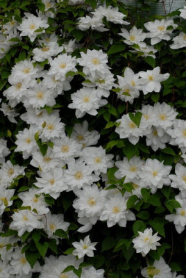 Клематис Исаго