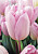 Тюльпан Фэй (1шт) 2419
